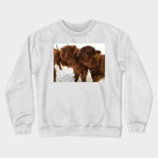 Scottish Highland Cattle Calves 1674 Crewneck Sweatshirt